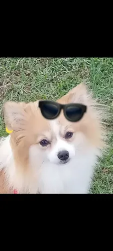 Lindo spitz alemão macho adulto. 