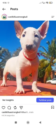 Filhote Bull Terrier Inglês Macho Pirata