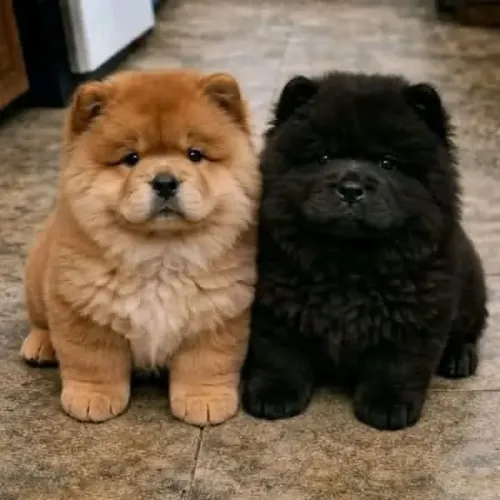 Chow Chow O Chow Chow permaneceu sereno durante a visita.