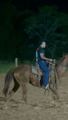 Cavalo quarto de milha