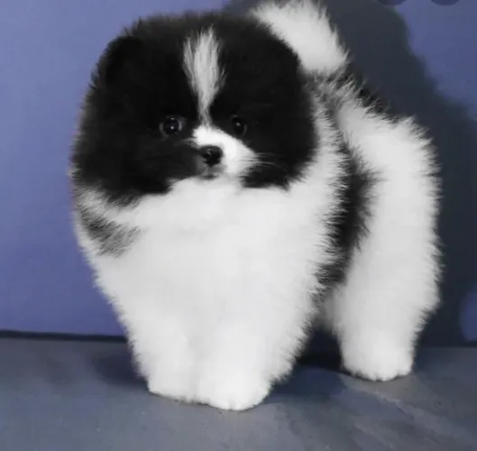 Filhote de Spitz Alemão O Pequeno Companheiro Que Encanta Todos os Dias
