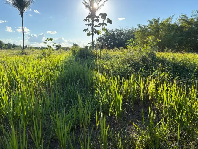 Arrendamento de Fazenda