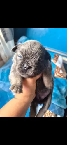 Buldogue macho flufy
