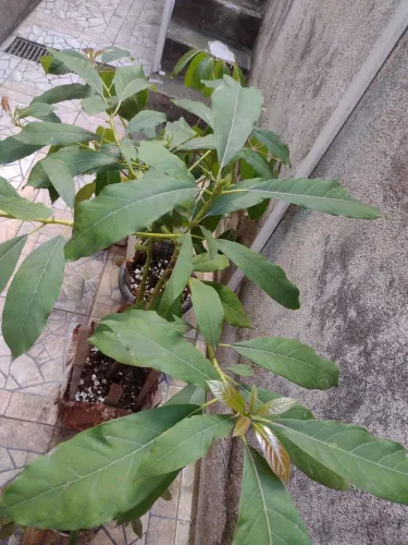 Muda abacate manteiga