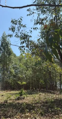 Vendo barato Eucalipto em pé para Corte - 5.000 metros ²