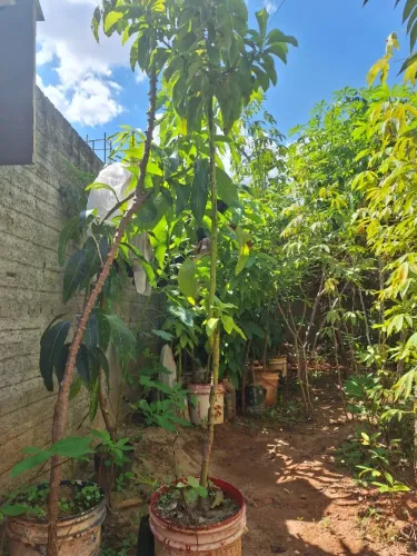 Muda de abacate quintal com 2metros 