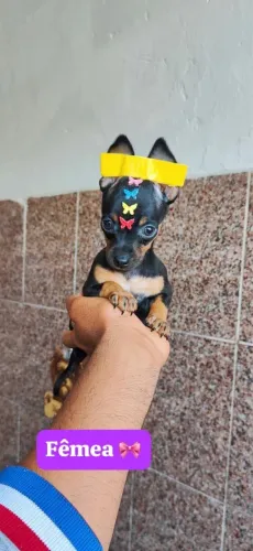 Pinscher com assistência 55 dias