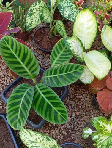 Maranta Zebrina lindíssima, planta para sombra de fácil cultivo.