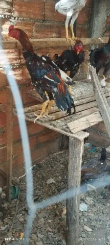 Frangos mura.