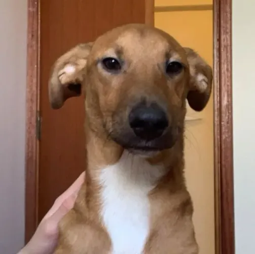 Doação de cachorro fêmea
