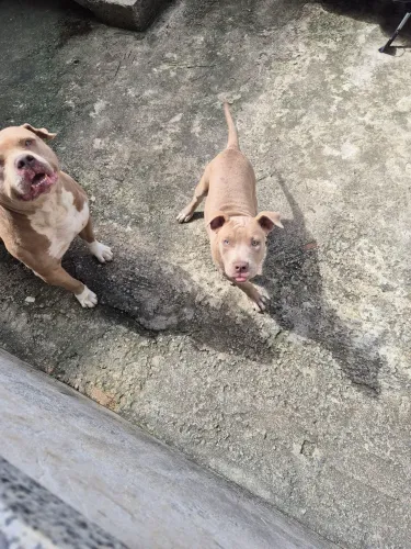 Vende-se uma femea de pitbull com 4 meses.