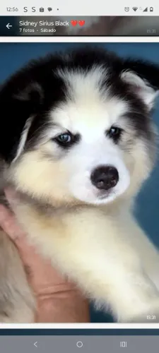Venda de Lindos Filhotes de Husky Siberiano Wooly Disponíveis