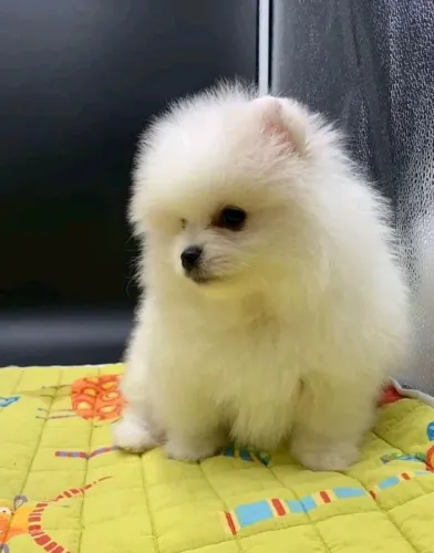 Lulu Que Transforma Companhia Em Boas Memórias