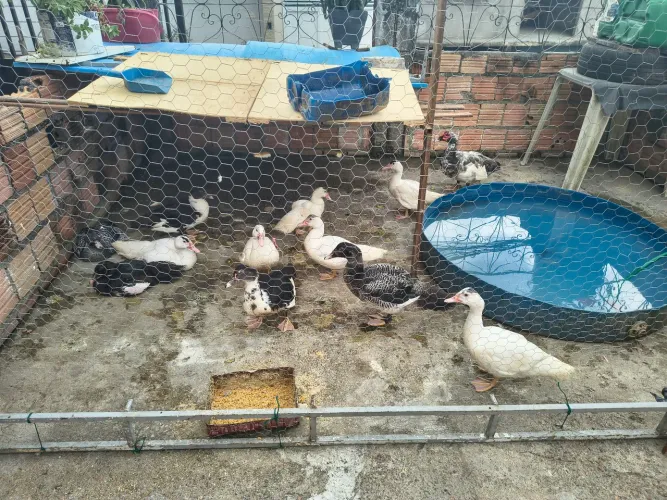 Vendo Lote de Patos Paysandu - R$ 1.200,00