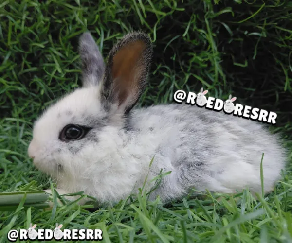 COELHOS