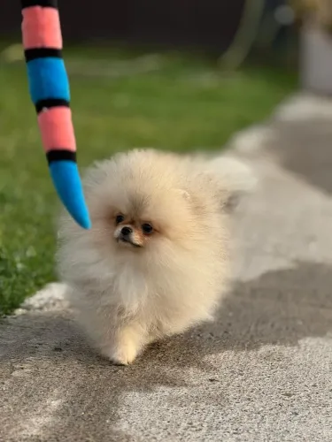 Spitz Alemão Anão brincalhão