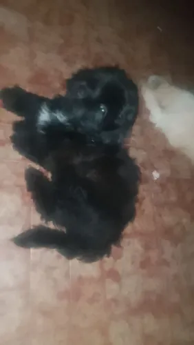 cães da raça shiatsu pool 