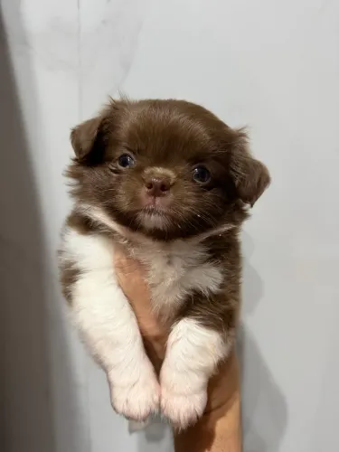 Chihuahua mini Chocolate Com branco Macho Companheiro Perfeito para o Dia a Dia
