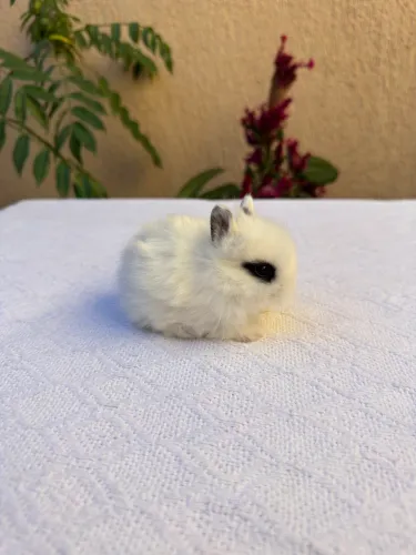 Mini Coelhos Lion Head