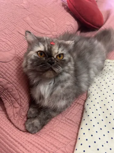 Vendo Casal Gato Persa 