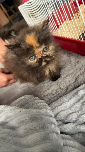Gata persa 