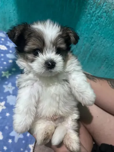 Cachorro filhote