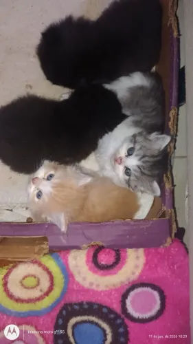 Filhotes de gatos persa 