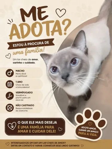 Doação - Gato Siamês 1° de Julho fez 1 ano