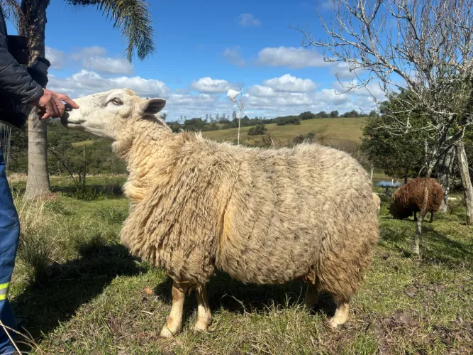 Vendo Carneiro texel