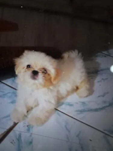 Cachorrinho shitzu 