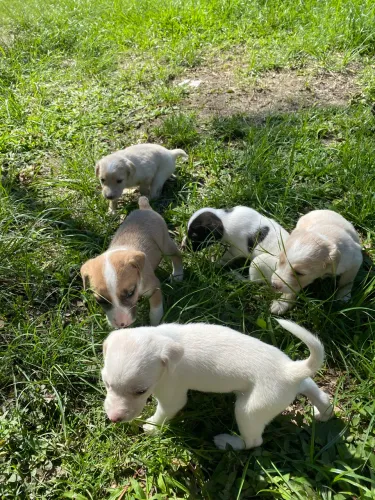 Doação filhotes cachorro