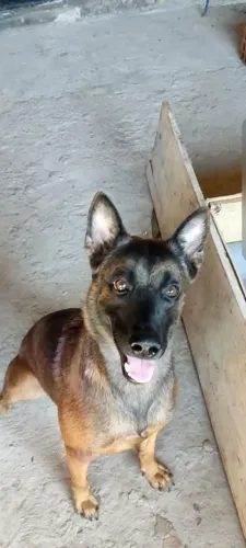 Pastor belga malinoar fêmea 