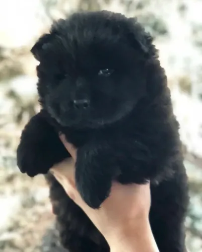 Chow-chow filhotes ?¿ garanta o seu dog hoje