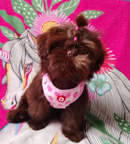 Shih tzu fêmea