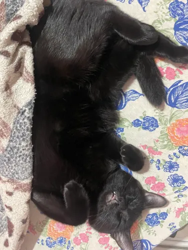 Gato castrado