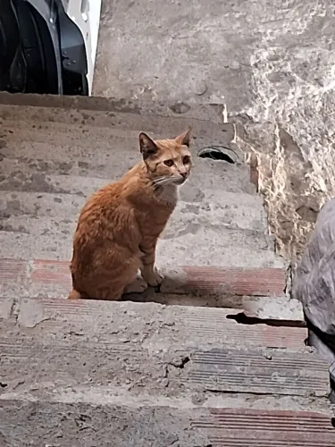 Doação gatos
