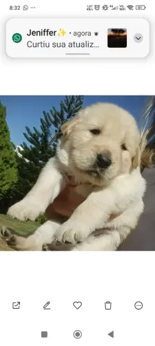 Golden Retriever