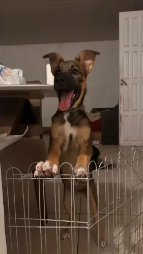 Cachorro