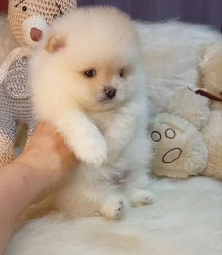 Machinho de spitz alemão