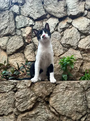 Doação de gatinho
