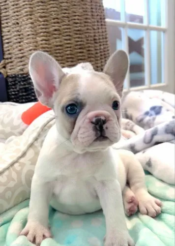 Bulldogue Francês - Esse Filhote Está Roubando Atenção