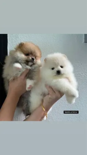 TEMOS LULU DA POMERANIA MACHINHOS E FÊMEAS PORTE ANÃO
