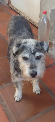 pet