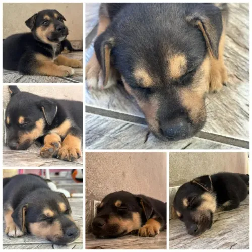Lindos cachorros para adoção