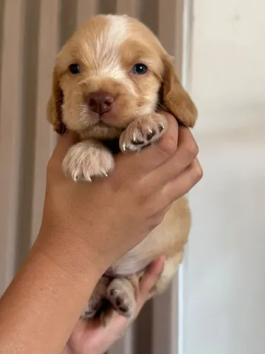 Cocker Spaniel disponível!!