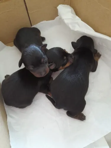 VENDO FILHOTE DE PINSCHER N 1