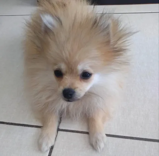 Doação Lulu da Pomerania - lunna 