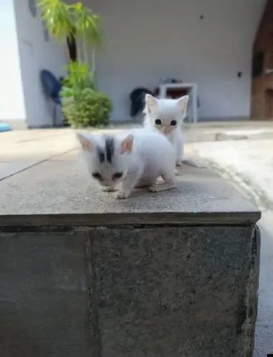 Doação gatinho branco filhote