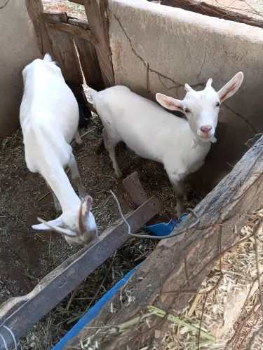 2 Cabras e um Bode Sannen