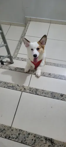 Welsh Corgi Pembroke Manaus